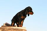 SETTER GORDON 016